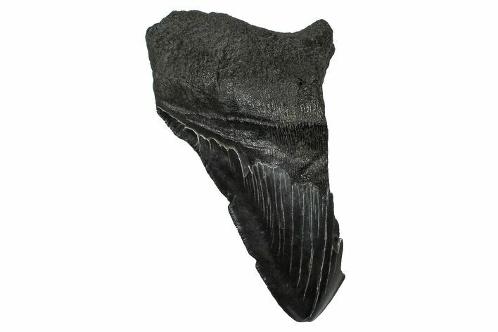 Partial Fossil Megalodon Tooth - Serrated Edge #374267